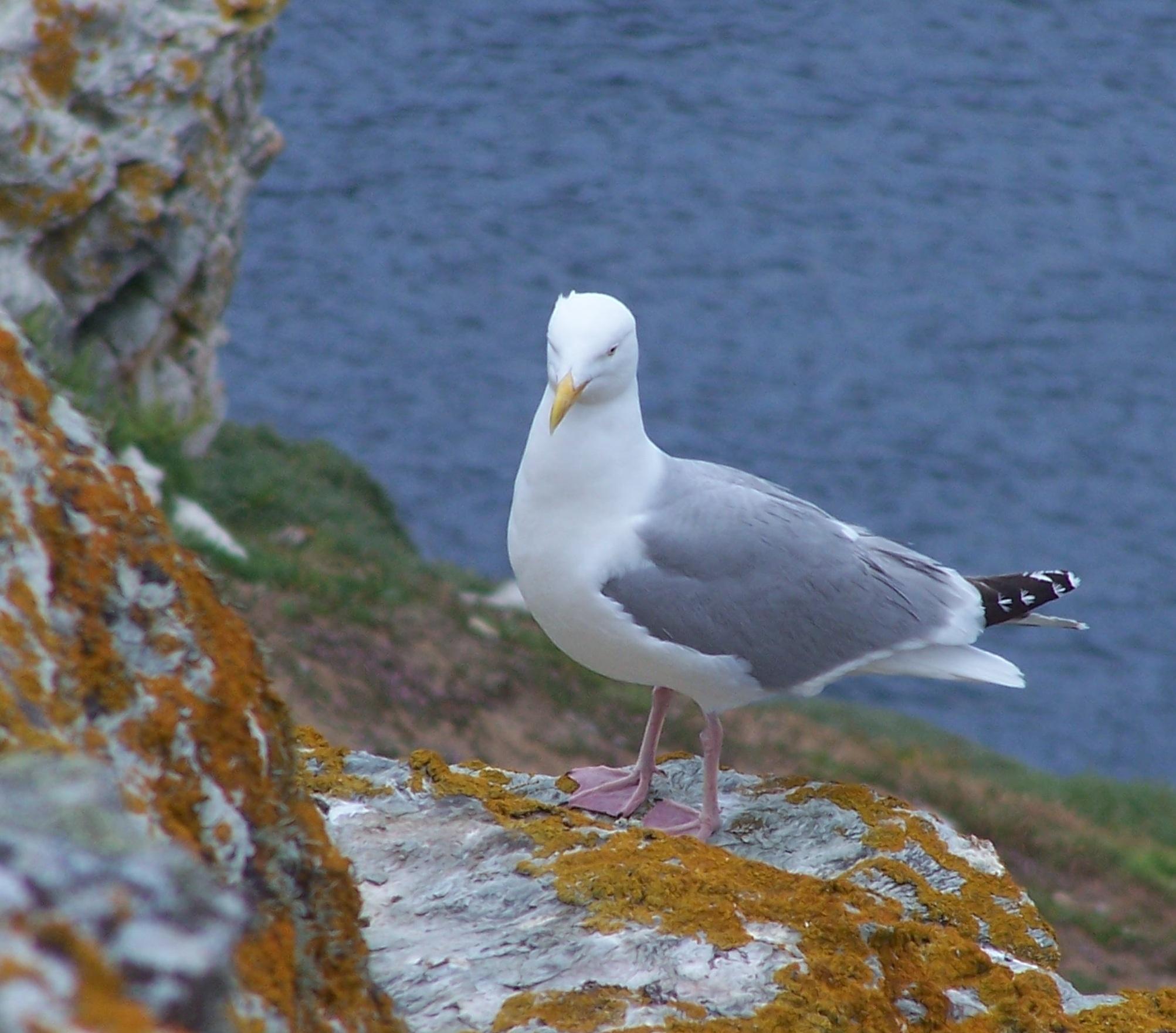 UN PETIT TOUR A BELLE ILE EN MER... UN PETIT TOUR A BELLE ILE EN MER...