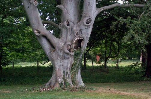 photo humour insolite arbre difforme peur