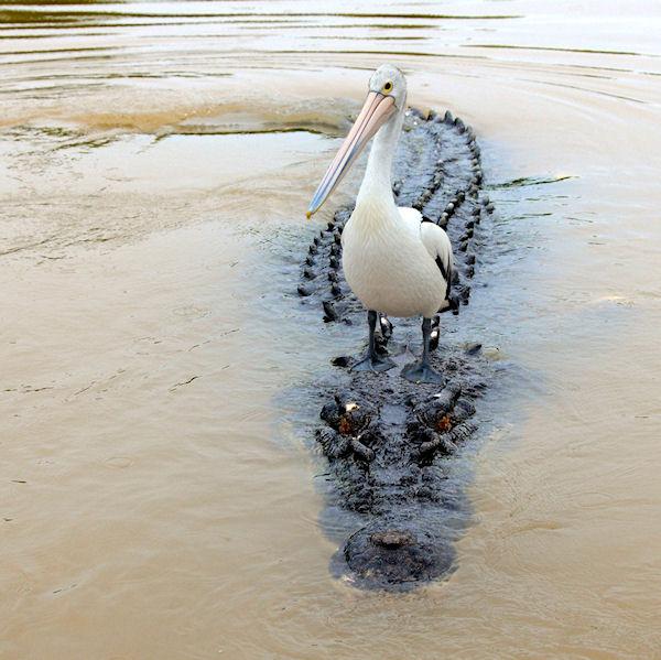 photo humour insolite oiseau alligator
