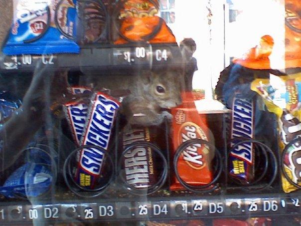 photo humour insolite écureuil distributeur automatique