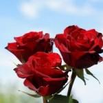 red-roses-02730 Réouverture des 3 Roses