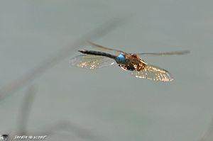 Elles volent infatigablement au dessus de l'eau... Anax empereur • Anax imperator