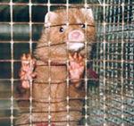 En Espagne, la justice sommaire et expéditive, ils savent faire... mink