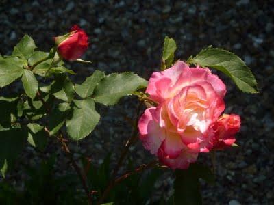 L'actualité au jardin, c'est...La floraison des premières... L'actualité au jardin, c'est...La floraison des premières...