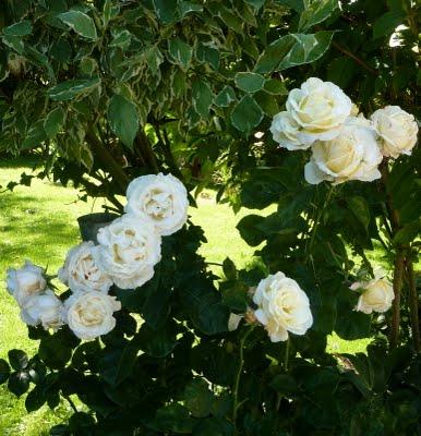 L'actualité au jardin, c'est...La floraison des premières... L'actualité au jardin, c'est...La floraison des premières...