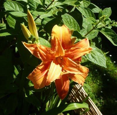 L'actualité au jardin, c'est...La floraison des premières... L'actualité au jardin, c'est...La floraison des premières...