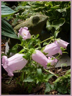 L'actualité au jardin, c'est...La floraison des premières... L'actualité au jardin, c'est...La floraison des premières...