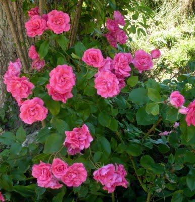 L'actualité au jardin, c'est...La floraison des premières... L'actualité au jardin, c'est...La floraison des premières...