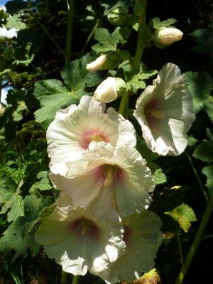 L'actualité au jardin, c'est...La floraison des premières... L'actualité au jardin, c'est...La floraison des premières...