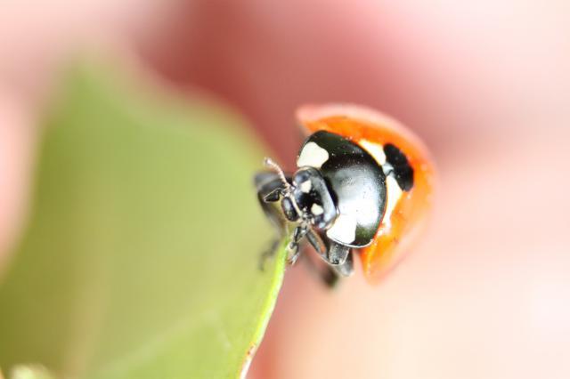 Qu’est-ce qu’une bague pour appareil photo ?