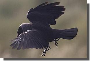 Max | Gris choucas-vol250.jpg