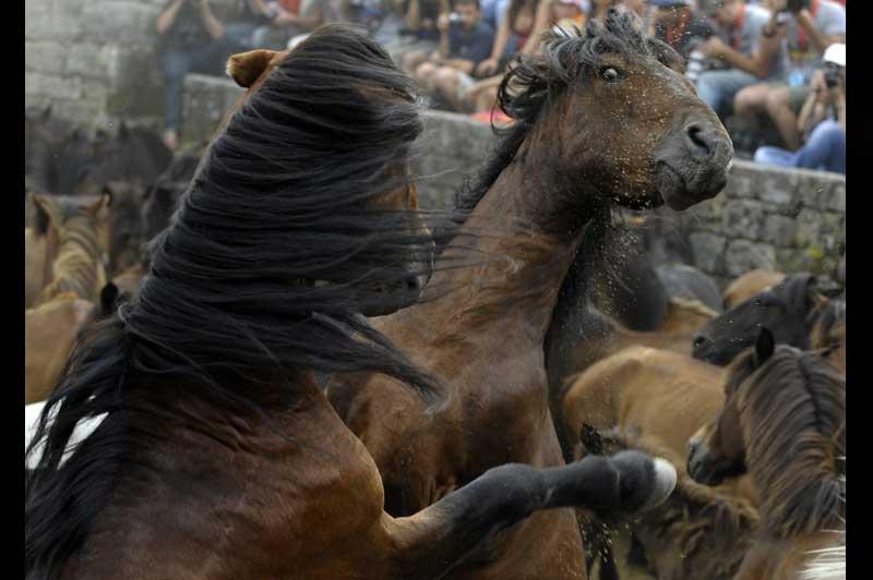 <b></div>Combat</b>. Cette tradition, dont l'origine remonte au XVe siècle, se tient chaque année pendant la première semaine de juillet, dans la province espagnole de Galice. La «Rapa das bestas de Sabucedo», consiste à rechercher des chevaux sauvages, à les rassembler dans un enclos, et à faire combattre les étalons entres-eux. Cette fête est classée en Espagne depuis 1963 fête touristique d'intérêt international. 