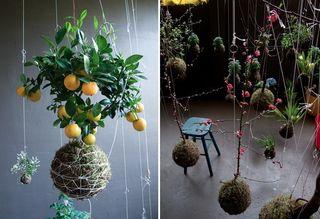 String-jardin_1 String-jardin_1