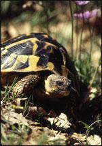 LE VILLAGE DES TORTUES- LE VILLAGE DES TORTUES-