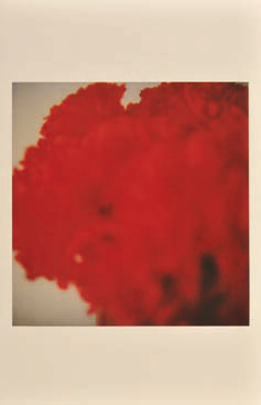 flowers-2-cy-twombly flowers 2 cy twombly Cy Twombly : lart contemporain en deuil.