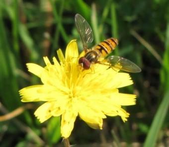 Le syrphe ceinturé 110707 Syrphe ceinturé 2283.jpg