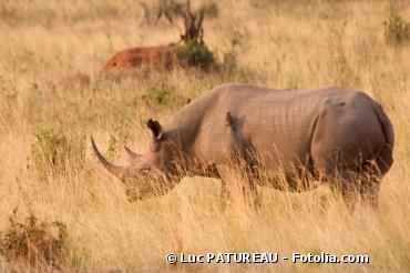 Biodiversité : la population de rhinocéros décimée en Afrique du Sud