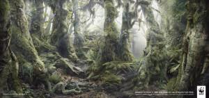 déforestation