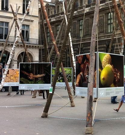 Des forêts et des hommes PR