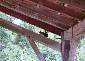 Mon spectacle du matin : l'écureuil ! écureuil 001