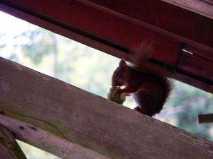 Mon spectacle du matin : l'écureuil ! écureuil 009