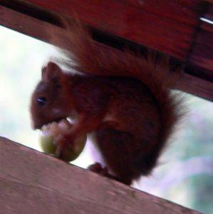 Mon spectacle du matin : l'écureuil ! écureuil 010
