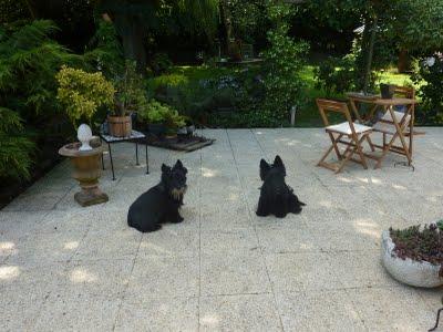 En réponse à l'idée lancée par Cagouille's garden&n... En réponse à l'idée lancée par Cagouille's garden&n...