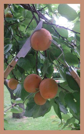 Un petit coucou... 2009_06_30_table_provencale