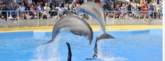 Marineland Les 10 Meilleurs Parcs d’Attractions en France