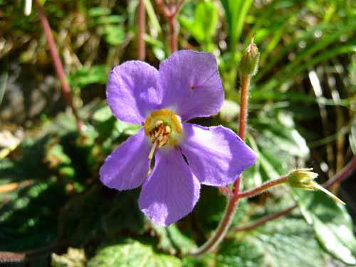 ramondia-ramonde-fleur-des-pyrenees Ramondia fine fleur des Pyrénées
