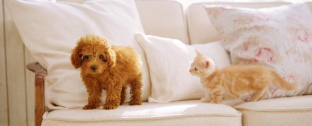 Nintendogs + Cats: le test qui dit tout Adopter un animal de compagnie virtuel