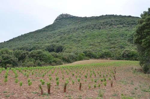 Larzac attitude ... la caylar,escarpolette ivo,mas coris,languedoc,bédarieux,chai christine cannac