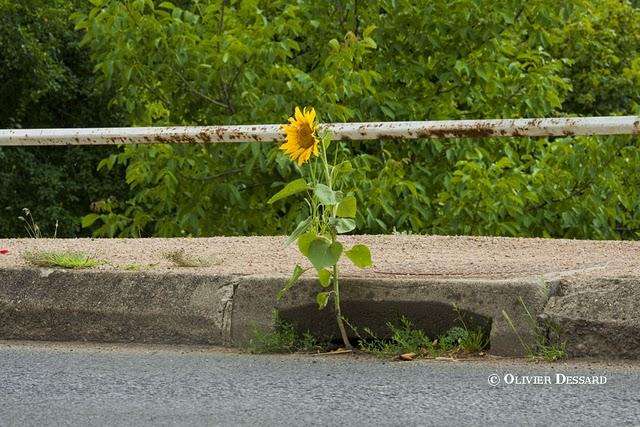 Clytie des champs ou Clytie des villes ...