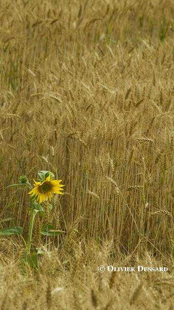 Clytie des champs ou Clytie des villes ...