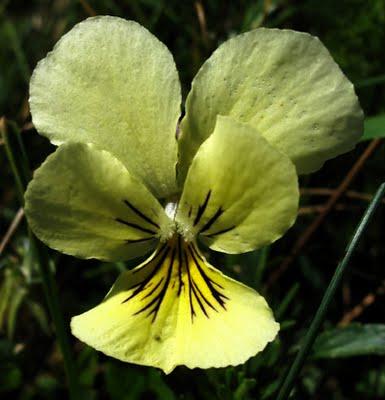 Hautes Chaumes vosgiennes : Viola lutea