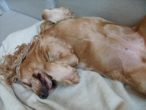 Une décision à prendre pour notre mascotte cookies