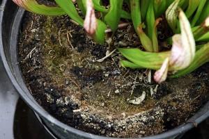 Pot de Sarracenia Pot de Sarracenia