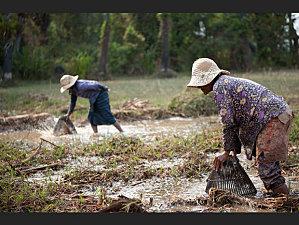Le royaume Khmer, le sourire retrouvé... les-pecheuses-des-rizieres_620x465.jpg