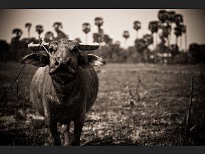 Le royaume Khmer, le sourire retrouvé... l-amabilite-du-buffle-inquisiteur_620x465.jpg