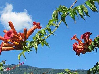 Blague-Une New-yorkaise page-deux-0313.JPG