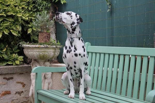 Quelle jolie posture! Ella semble bien fière de poser en Fauve Mondain :) collier dalmatien, collier cuir, dalmatien accessoire
