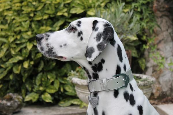 Quelle jolie posture! Ella semble bien fière de poser en Fauve Mondain :) collier dalmatien, collier cuir dalmatien, collier cuir dalmatien