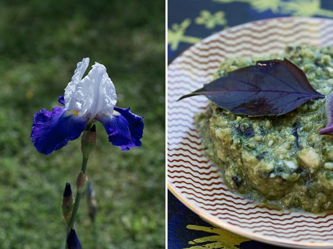 Le pesto pourpre Le pesto pourpre