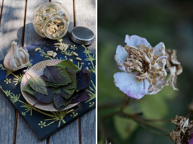 Le pesto pourpre Le pesto pourpre