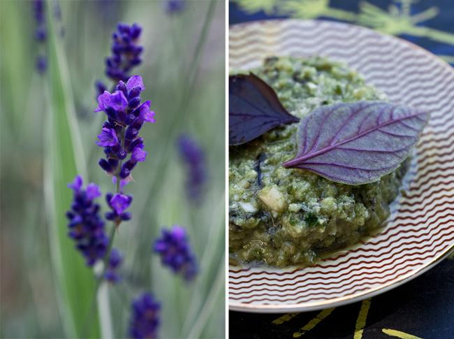 Le pesto pourpre Le pesto pourpre