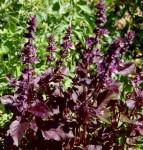 basilic-pourpre Basilic en fleur.
