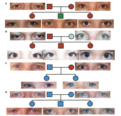 Distribution de la couleur des yeux suivant les lois de Mendel, Sturm et al., 2009