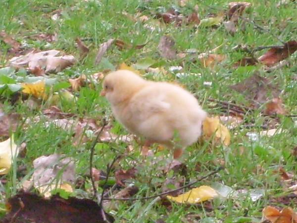 Des poussins à Septentrion :) poussin à marcq en baroeul