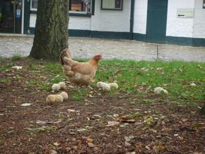 Des poussins à Septentrion :) poussins à septentrion, poules et coqs sauvages