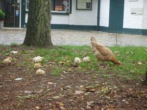 Des poussins à Septentrion :) poussins jaunes bébé poule bébé coq